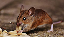 railcar-and-freight-pest-control Experts in Hazle Townshp